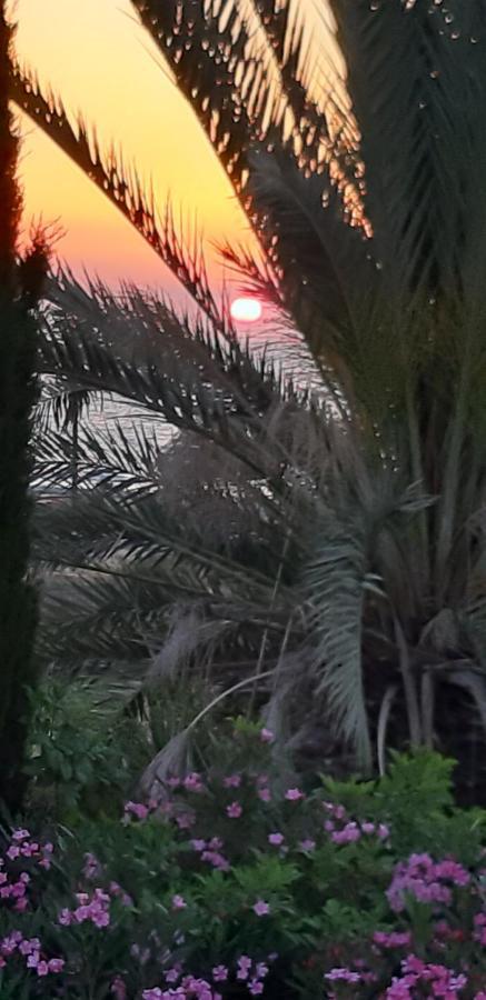 Coral Bay Suite Cyprus Dış mekan fotoğraf